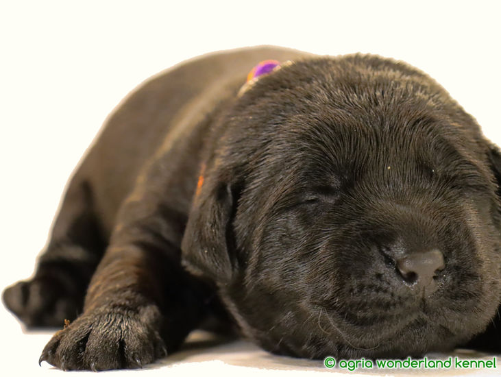 gyönyörű újszülött fekete labrador kiskutya