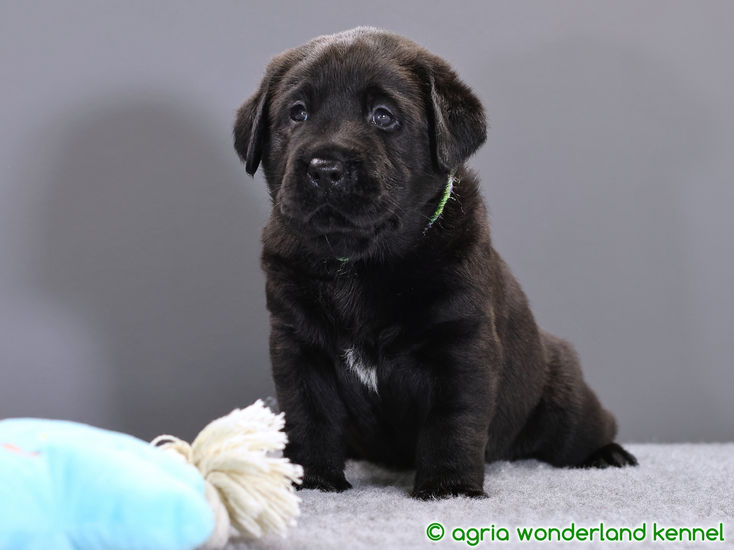 cuki fekete labrador kölyök