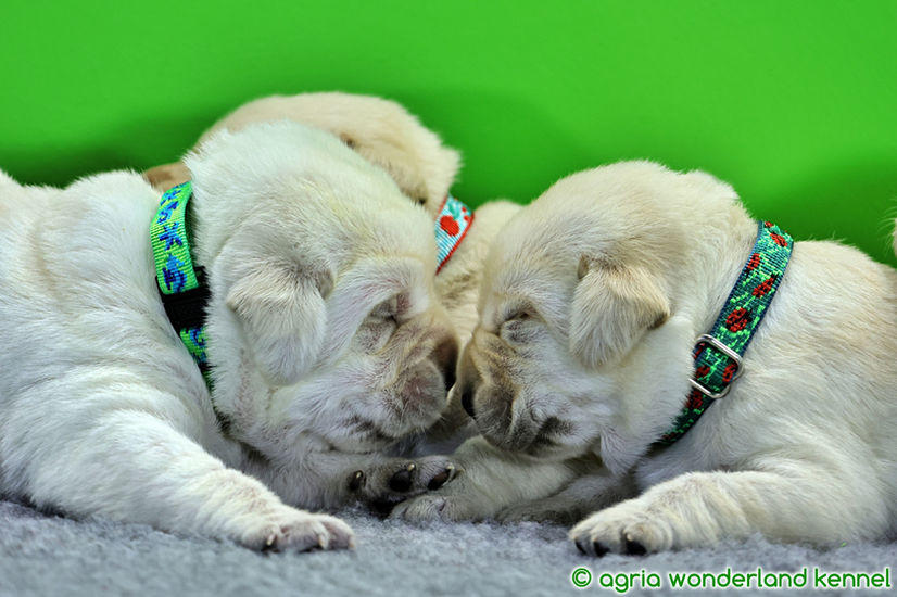 törzskönyves sárga labrador kiskutyák