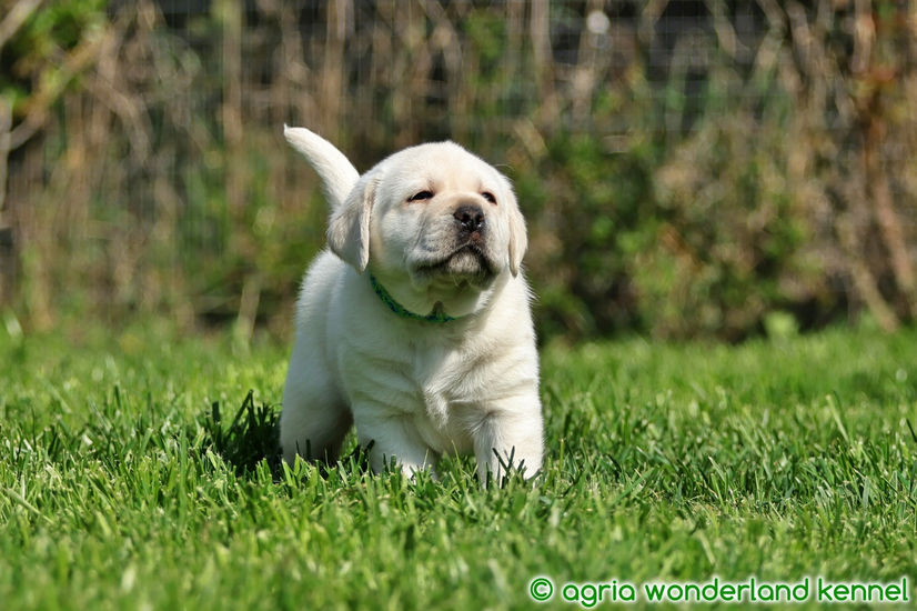aranyos sárga labrador kiskutya