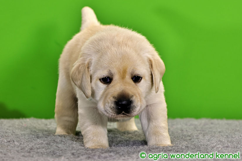 show vonalú zsemle labrador kiskutya