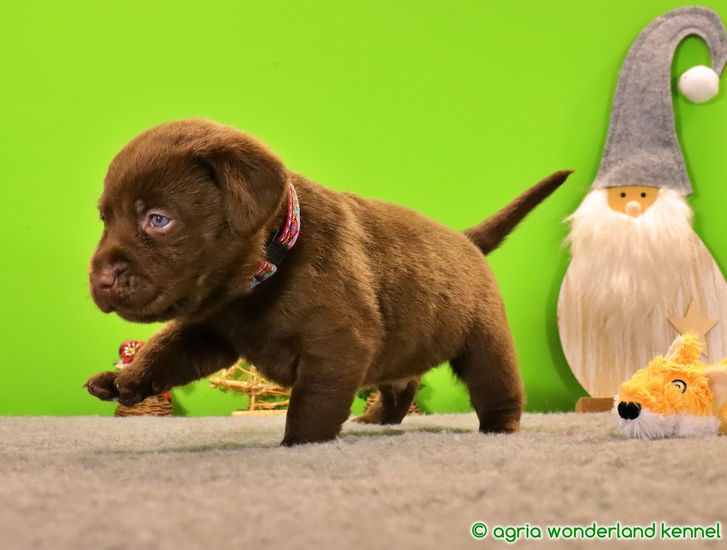 jól szocializált barna labrador kiskutya megbízható tenyésztőtől