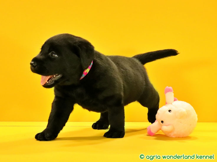 játékos fekete labrador kutyus