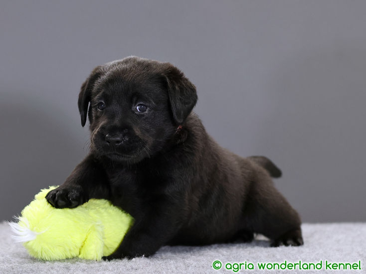 gyönyörű fekete labrador kiskutya