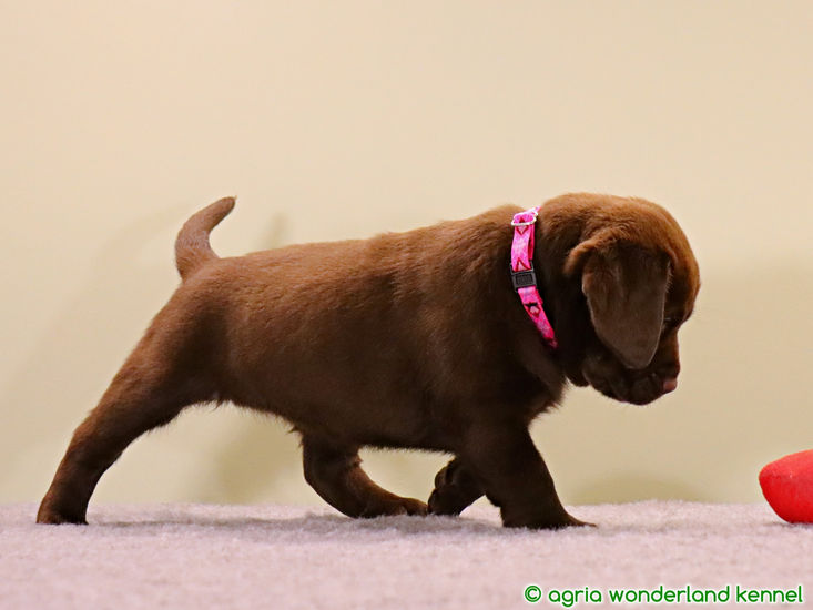 cuki csokoládébarna labrador kölyök