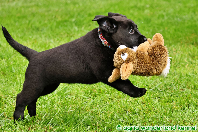 játékos fekete labrador kiskutya