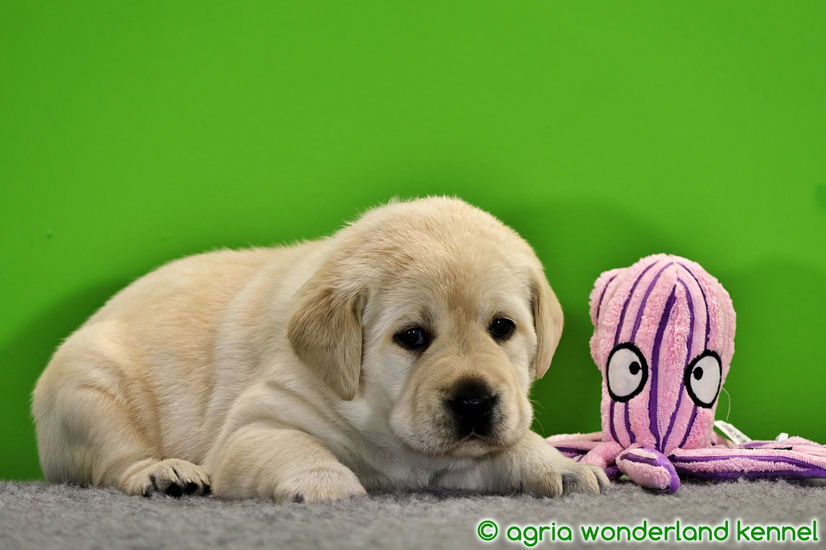 cuki labrador kiskutya