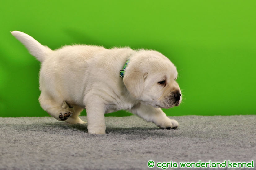 cuki sárga labrador kutyus