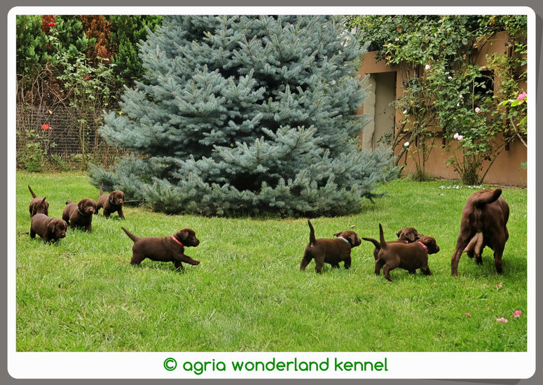 gyerekbarát csokibarna labrador kiskutyák