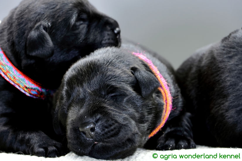 gyönyörű fekete labrador újszülött kiskutyák