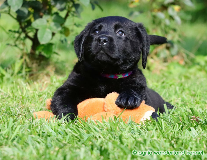 játékos fekete labrador kiskutyák