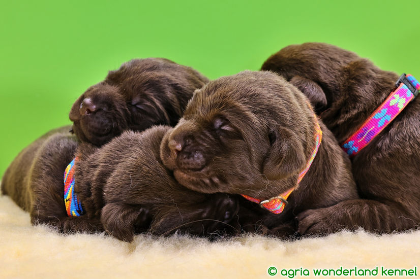 cuki barna labrador kutyusok