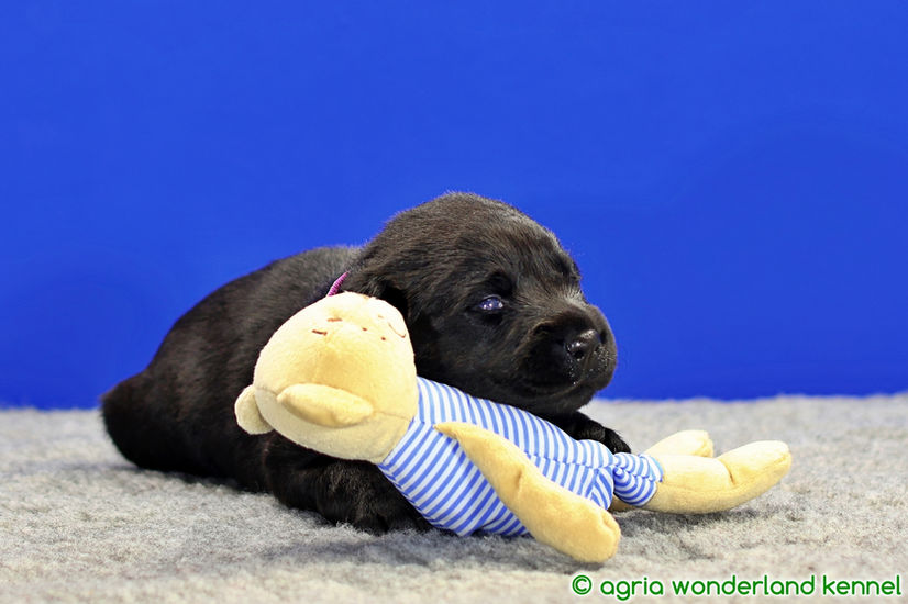 játékos fekete labrador kiskutya