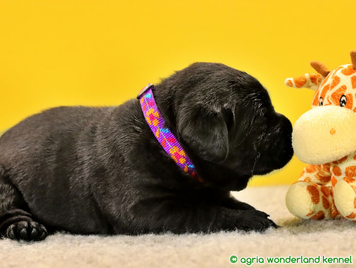 családcentrikus fekete labrador kutyus