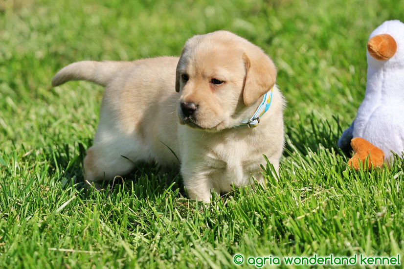 fajtatiszta sárga labrador kutyus megbízható tenyésztőtől