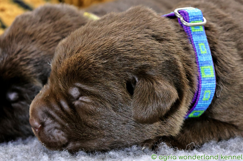 csokibarna labrador kiskutya megbízható tenyésztőtől