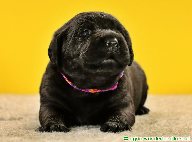 családcentrikus fekete labrador kutyus