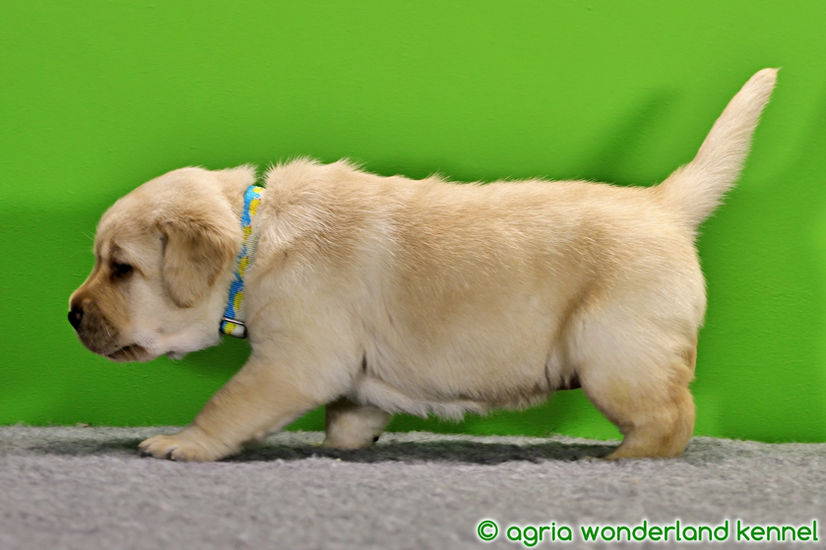 sárga labrador kutyus