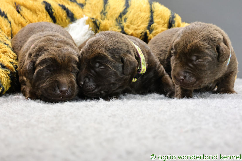csokibarna labrador kiskutyák megbízható tenyésztőtől