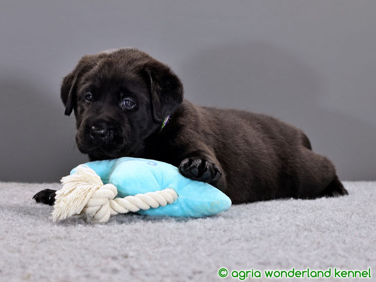 cuki fekete labrador kutyus