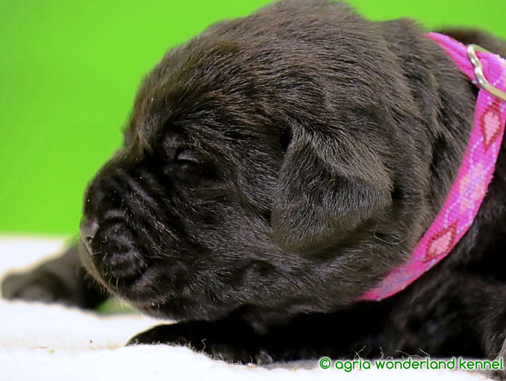 gyönyörű fekete labrador újszülött kutyus