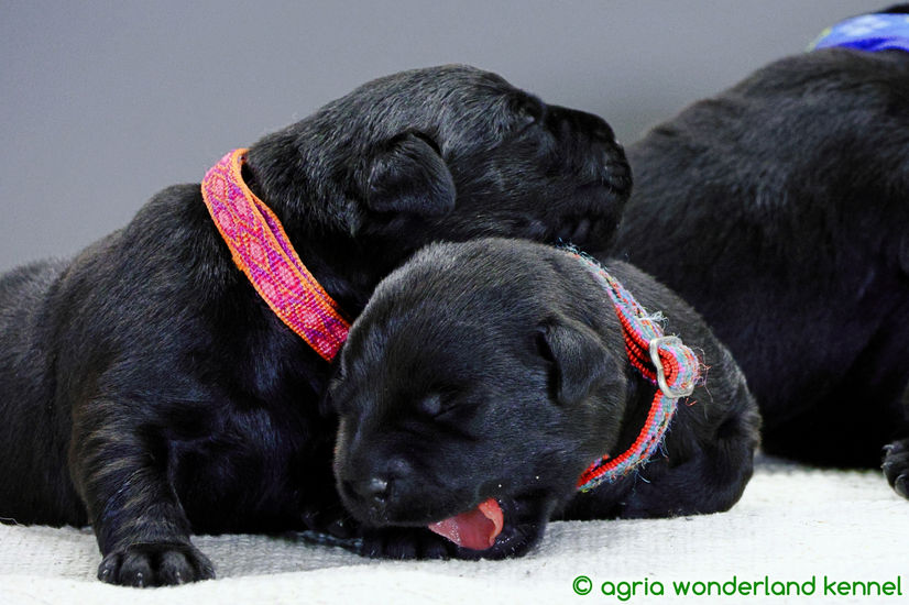 fekete labrador kölyökkutyák megbízható tenyésztőtől