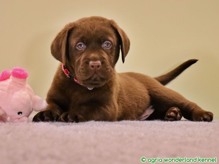 játékos csoki labrador kiskutya