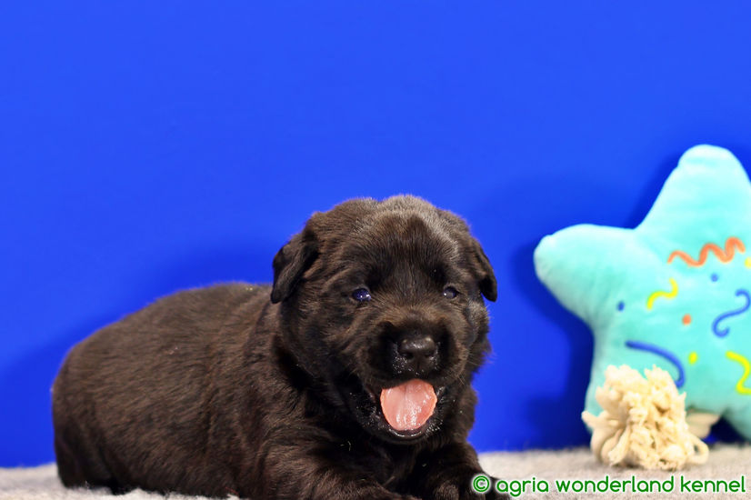 gyönyörű fekete labrador kölyök