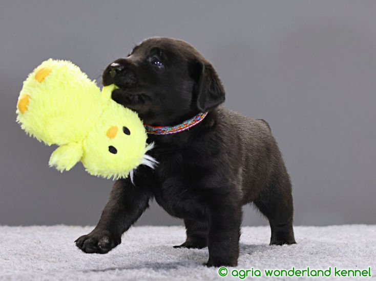 játékos fekete labrador kiskutya