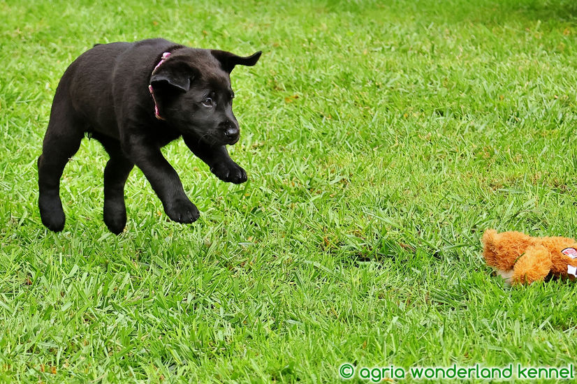 cuki fekete labrador kiskutya