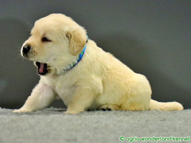 gyönyörű sárga labrador kölyök