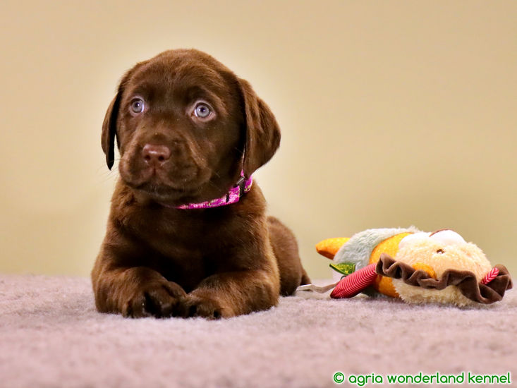 törzskönyves csokoládé labrador kiskutya