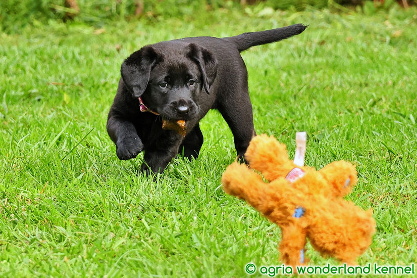 gyerekbarát fekete labrador kiskutya
