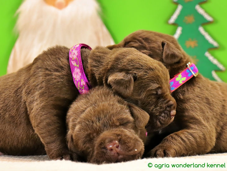 törzskönyvezett barna labrador újszülött kiskutyák