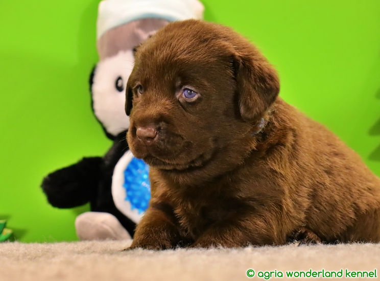 családcentrikus barna labrador kiskutya megbízható tenyésztőtől