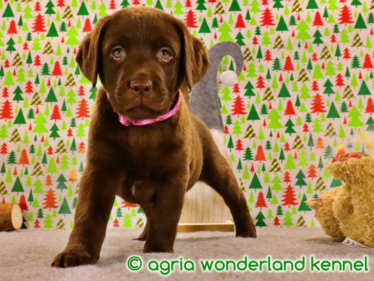 törzskönyves csokoládé labrador kiskutya megbízható tenyésztőtől