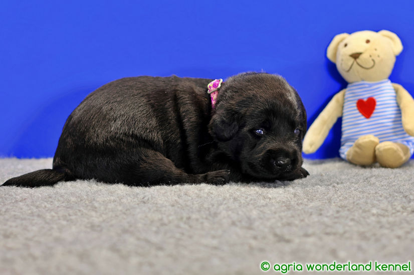 cuki fekete labrador kiskutya