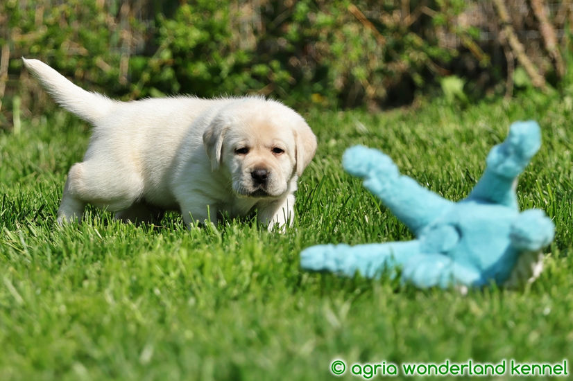 fajtatiszta sárga labrador kutyus megbízható tenyésztőtől