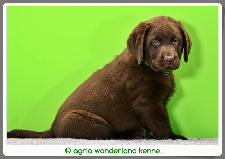 csoki labrador retriever kiskutya