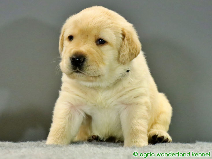 gyönyörű sárga labrador kiskutya