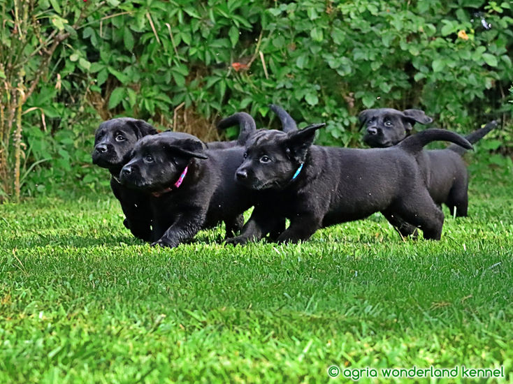 játékos fekete labrador kiskutyák