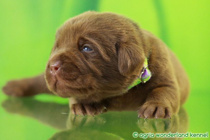 törzskönyves barna labrador kölyök megbízható tenyésztőtől