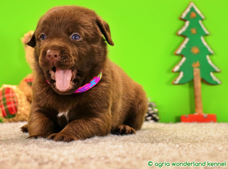 gyönyörű csokoládé labrador kiskutya megbízható tenyésztőtől