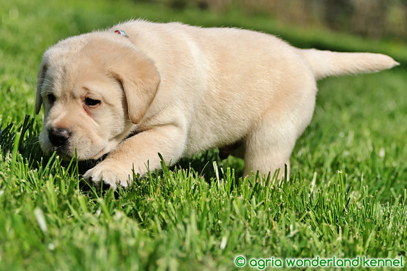 cuki sárga labrador kiskutya