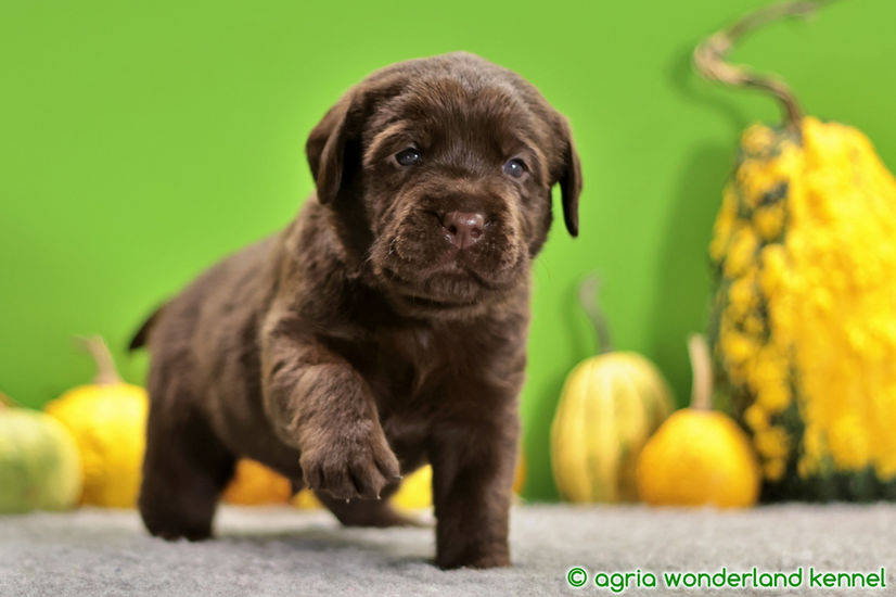 gyönyörű csokibarna labrador kutyus tenyésztőtől