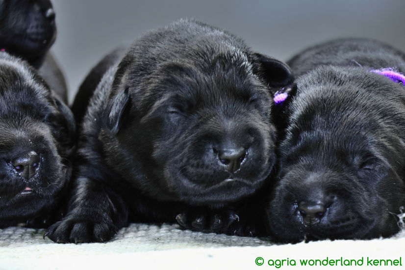 gyönyörű fekete labrador újszülött kiskutyák