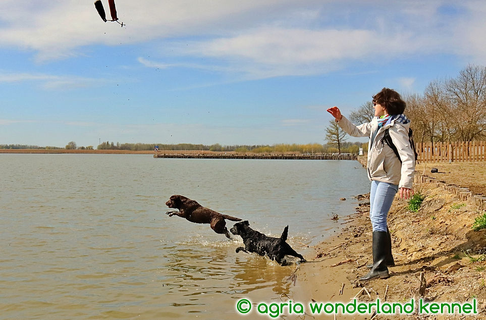 amerikai vs. angol munka vagy show vonalú labrador