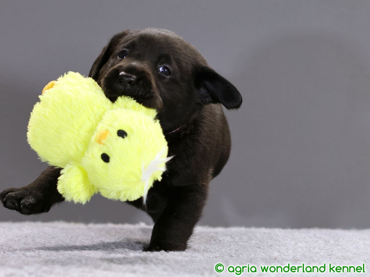 játékos fekete labrador kiskutya