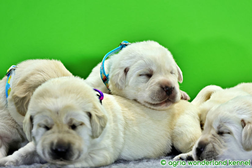 show vonalú zsemle labrador kutyusok