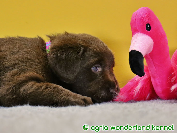 játékos barna labrador kölyökkutya